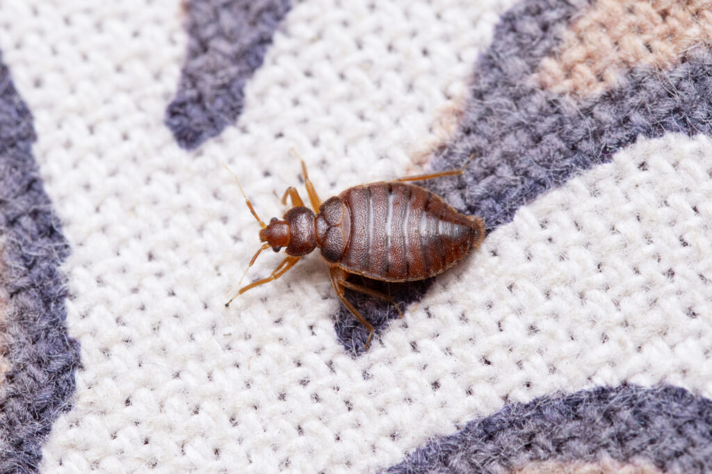 bed bug sacramento