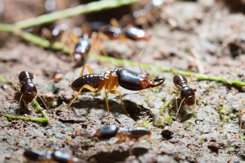 termite control